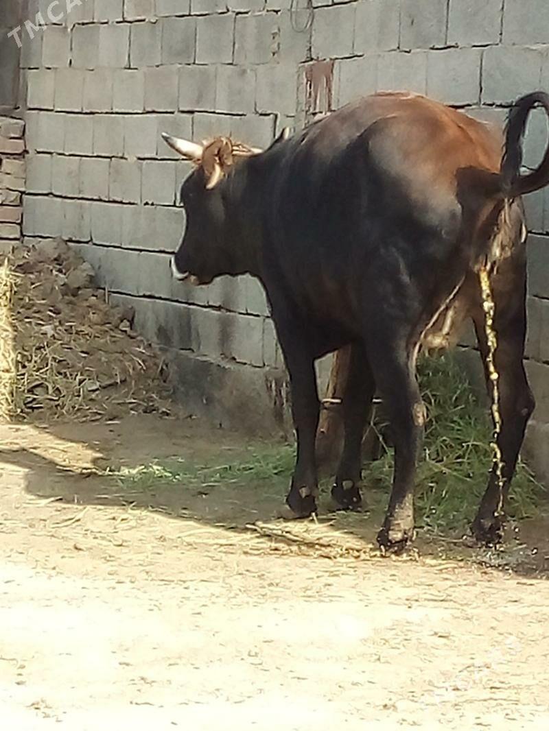 bakylan tüwe - Büzmeýin - img 2