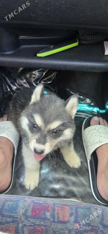 Haski - Aşgabat - img 2