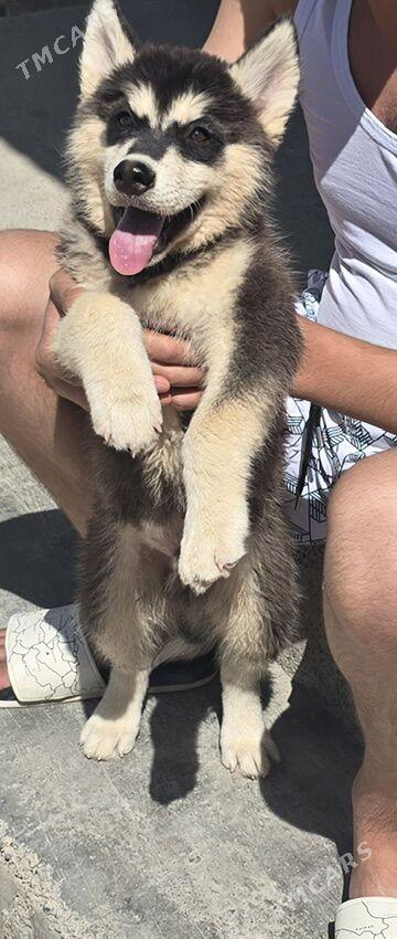 Haski - Aşgabat - img 1