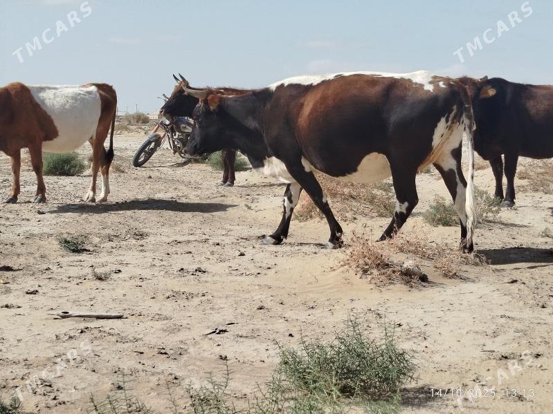 sygyr - Gumdag - img 1