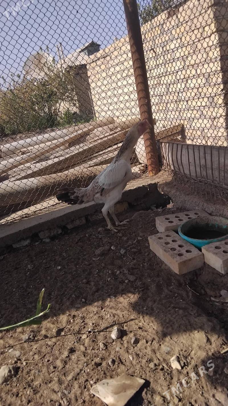 paroda towuk - Векильбазар - img 2