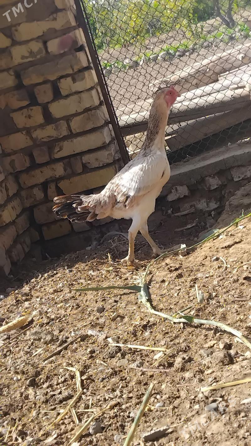 paroda towuk - Векильбазар - img 3