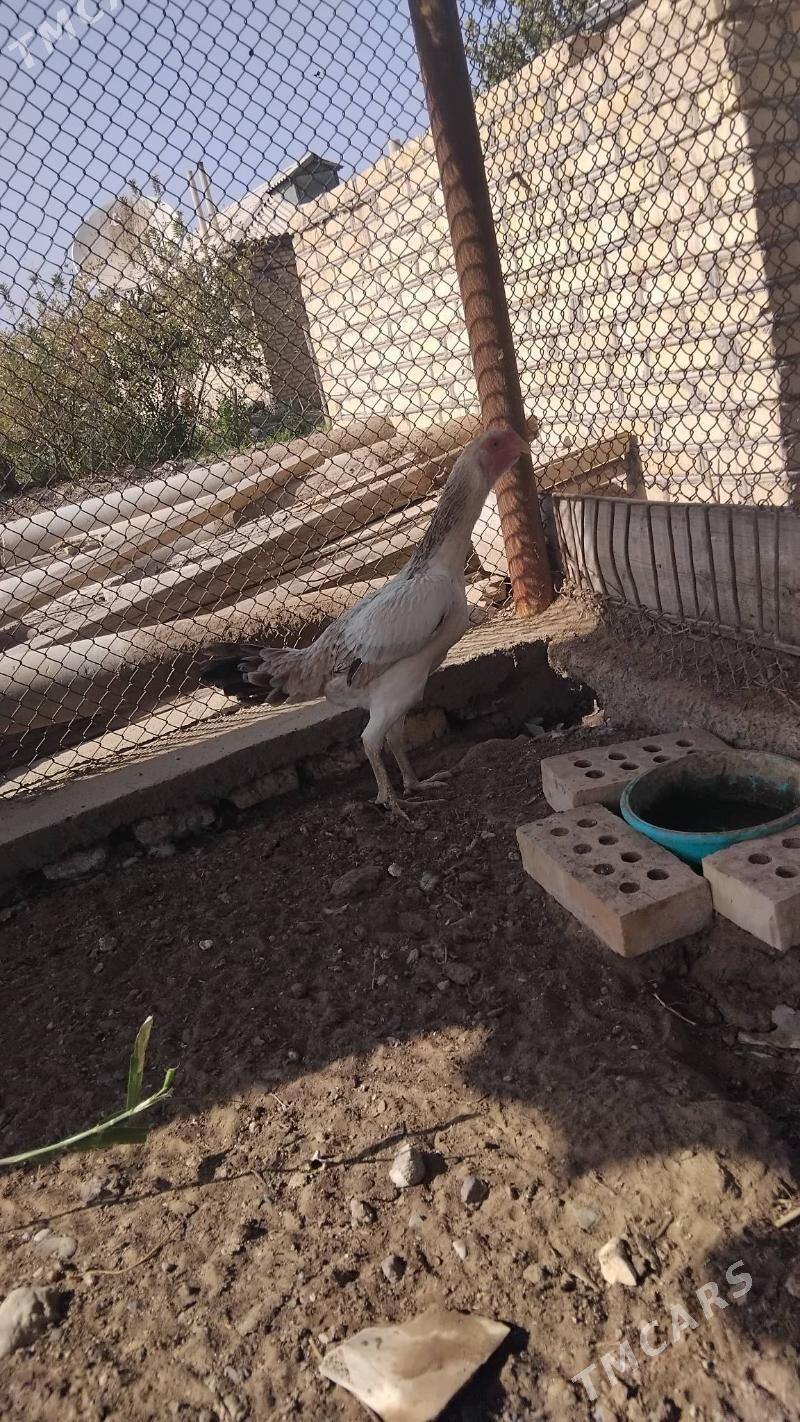 paroda towuk - Векильбазар - img 1