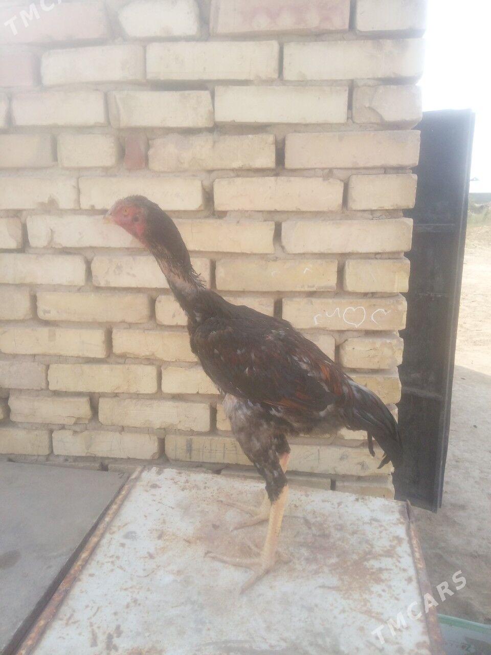 HORAZ - Мары - img 4