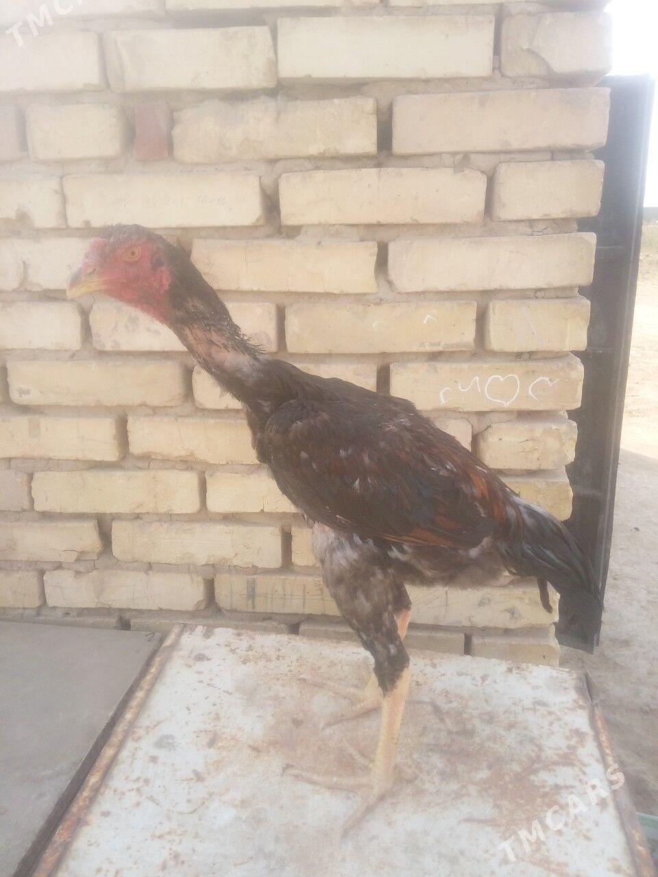 HORAZ - Мары - img 2