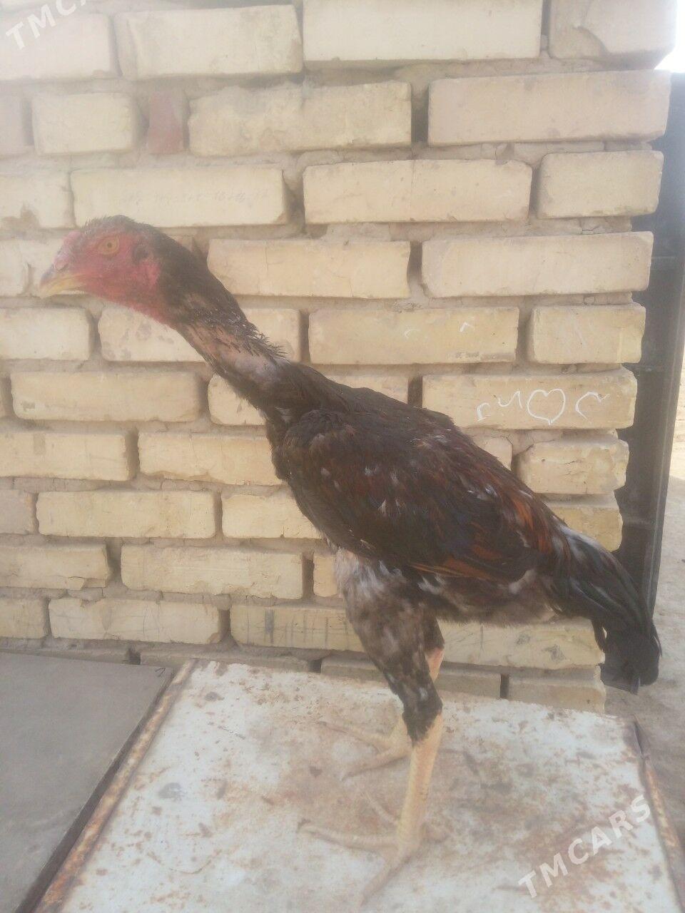 HORAZ - Мары - img 6