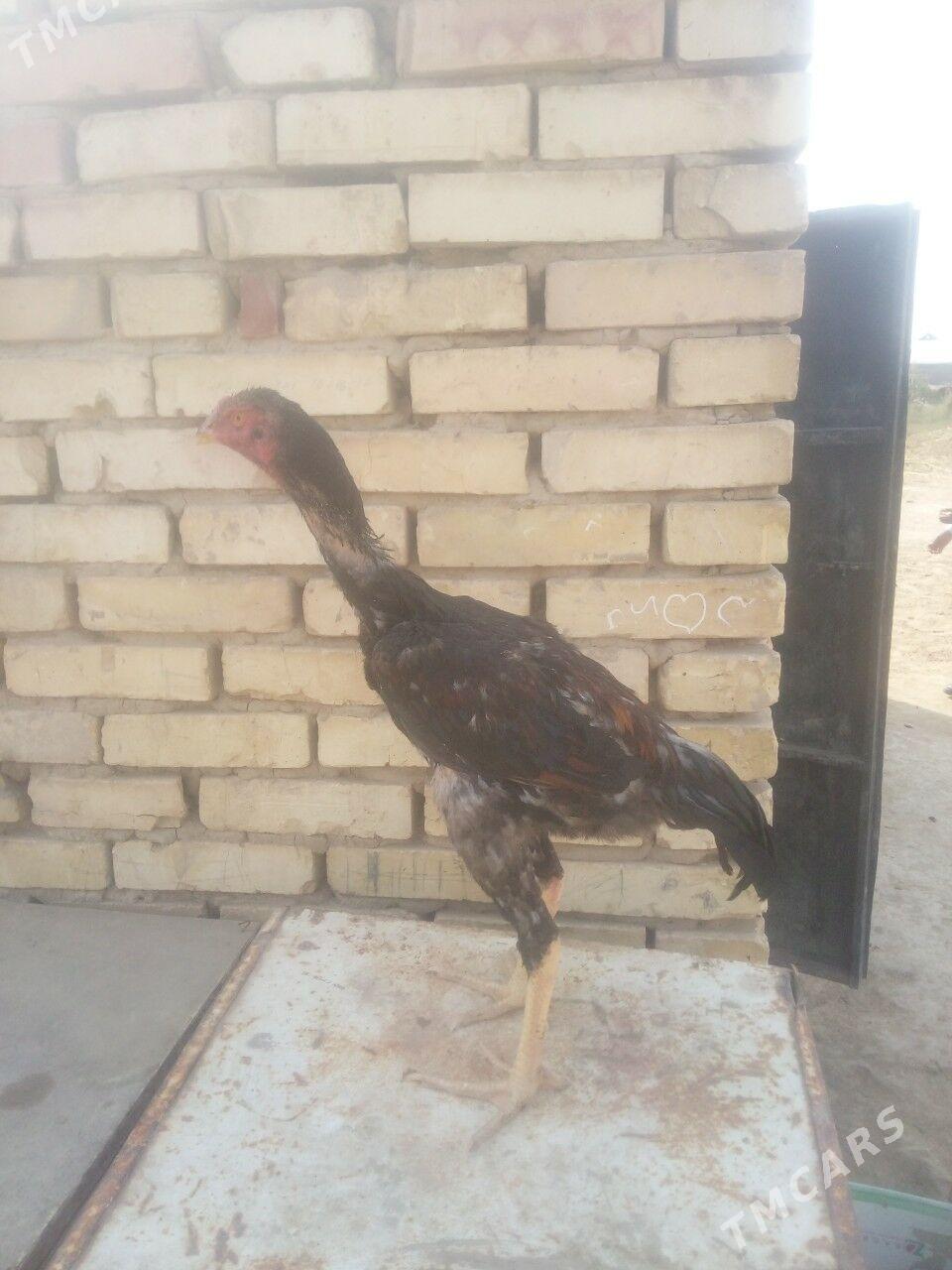 HORAZ - Мары - img 7