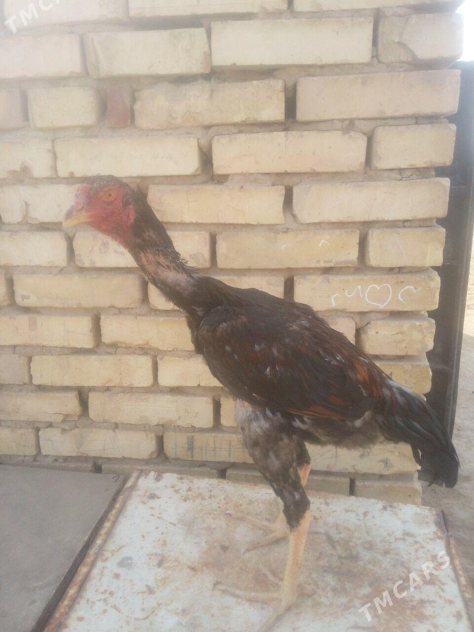 HORAZ - Мары - img 3