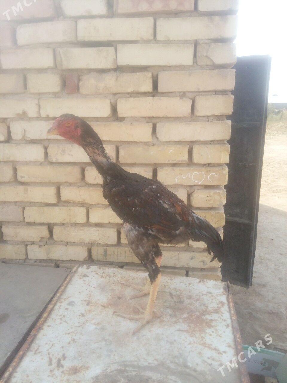 HORAZ - Мары - img 5