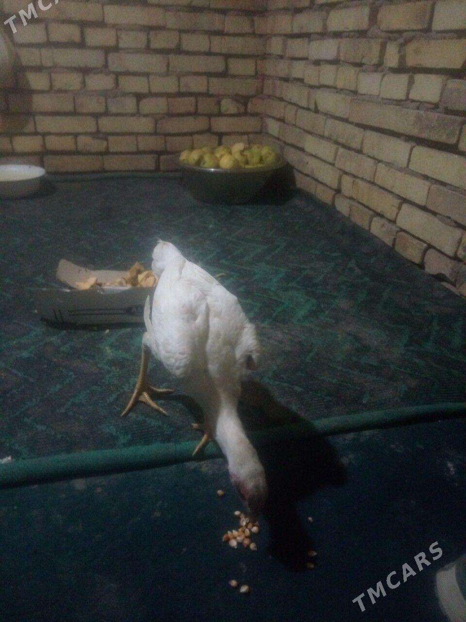 BAYSOK TOWUK - Mary - img 5