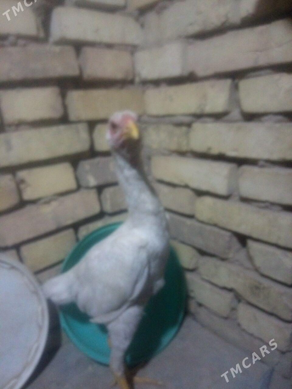 BAYSOK TOWUK - Mary - img 3