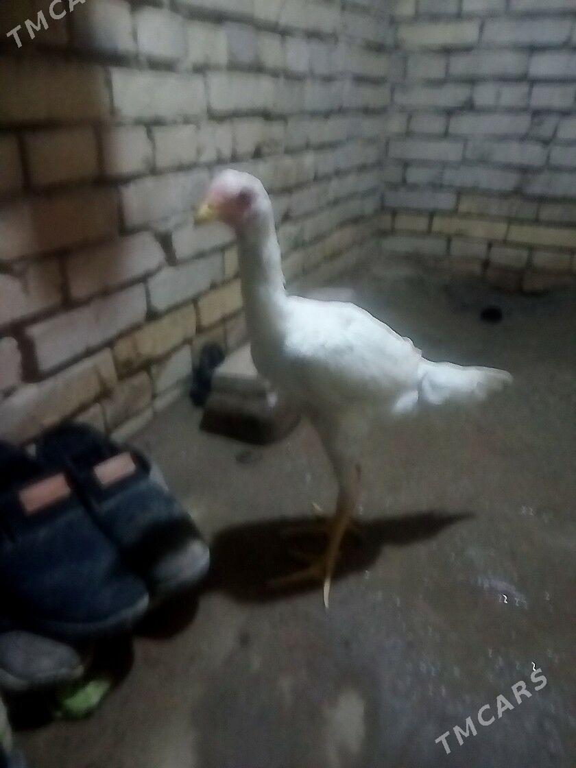 BAYSOK TOWUK - Mary - img 7