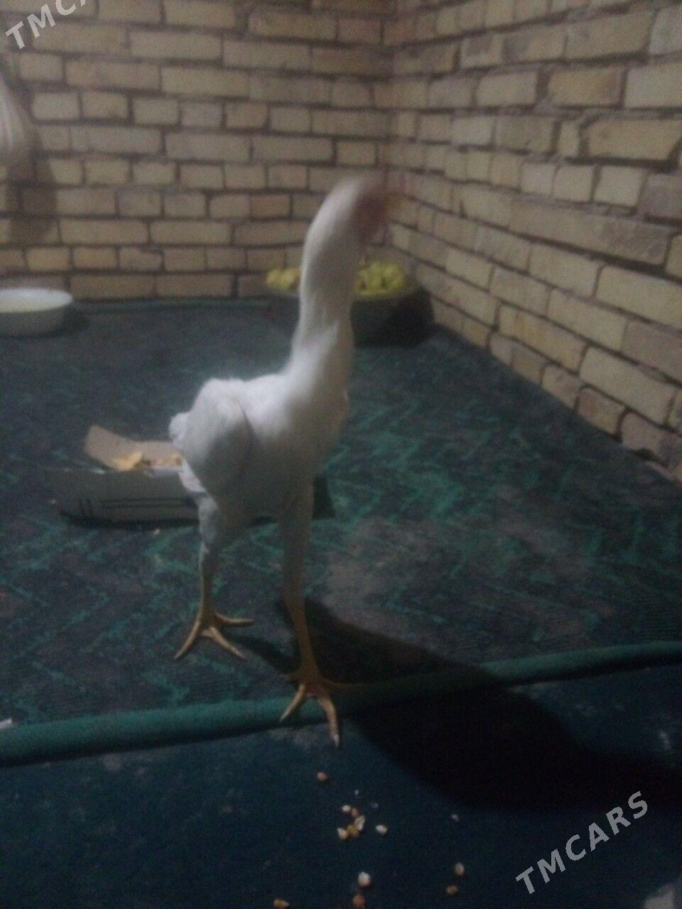 BAYSOK TOWUK - Mary - img 2