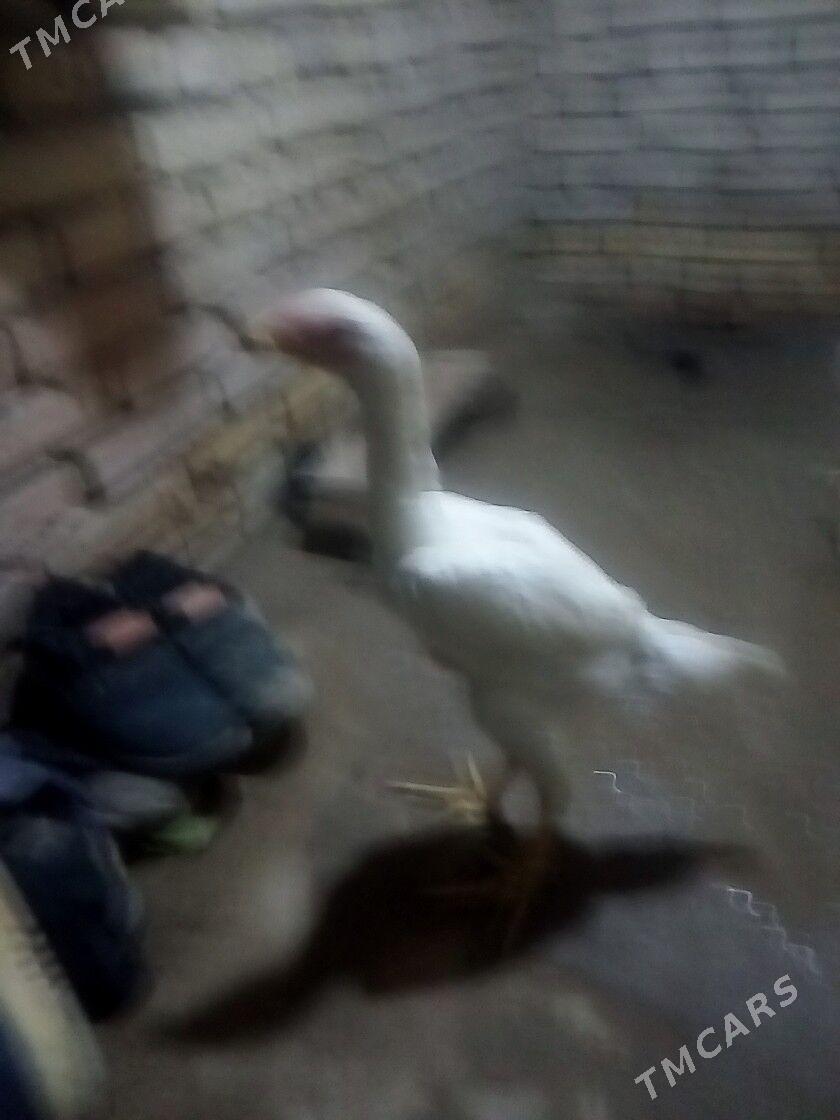 BAYSOK TOWUK - Mary - img 4