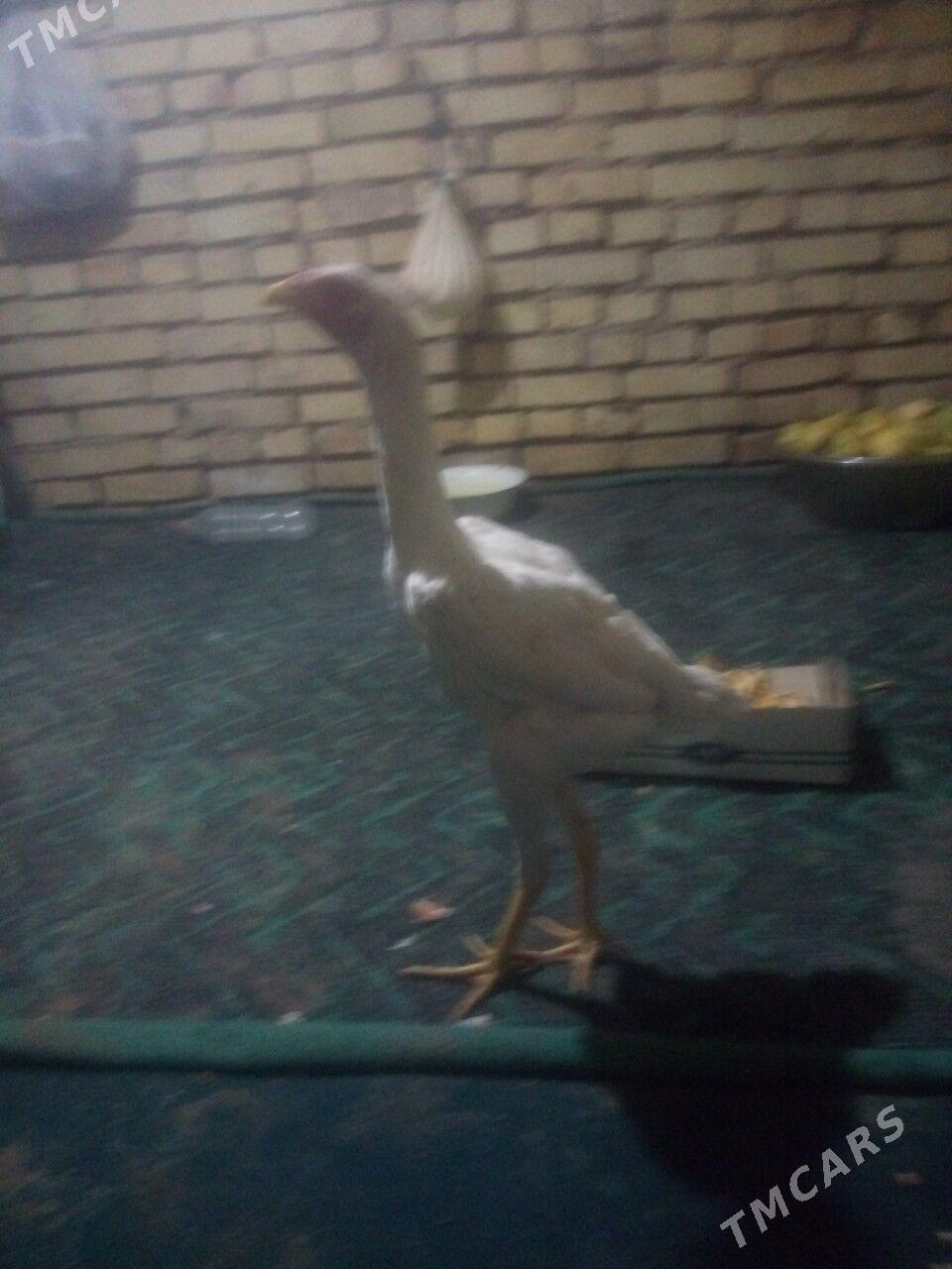 BAYSOK TOWUK - Mary - img 1