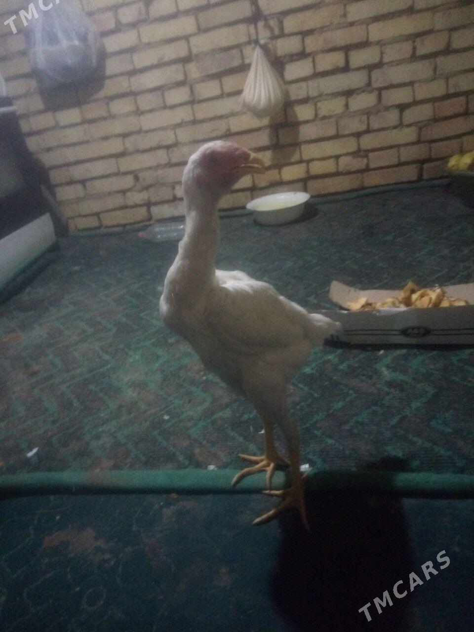 BAYSOK TOWUK - Mary - img 8