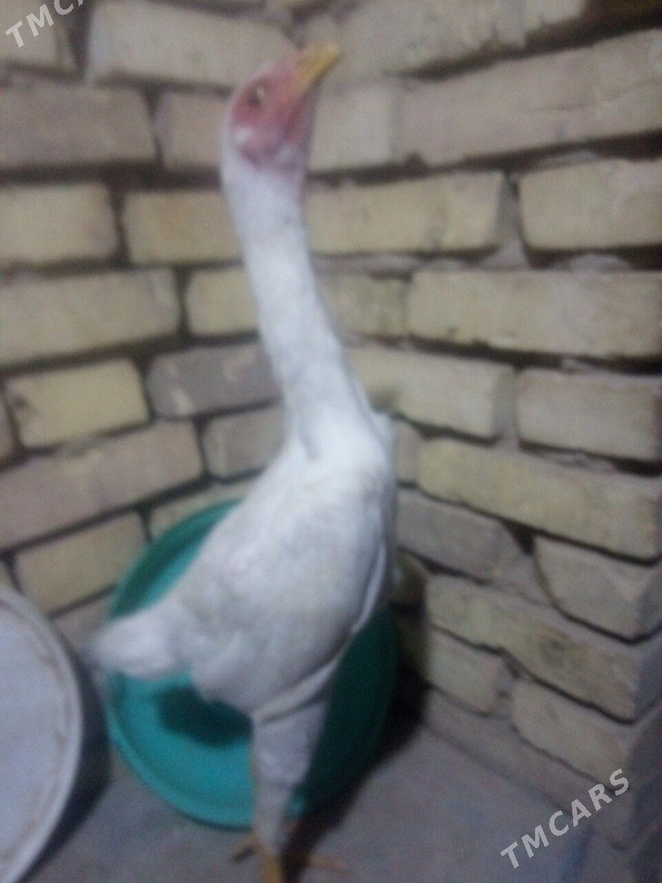 BAYSOK TOWUK - Mary - img 10