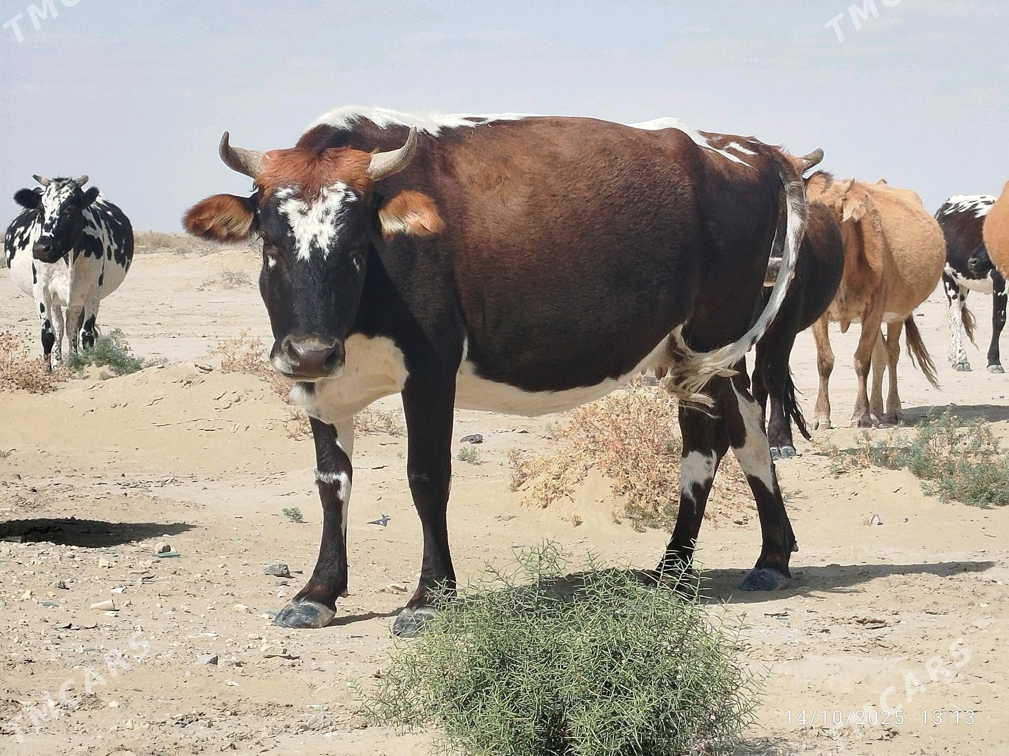 sygyr - Gumdag - img 2