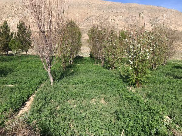 Daca - Гызыларбат - img 4