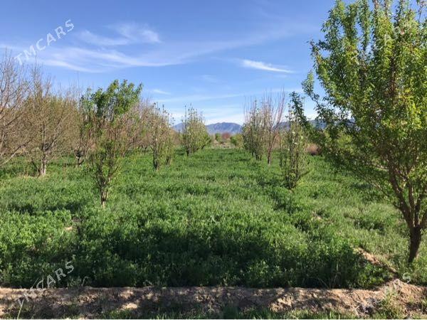 Daca - Гызыларбат - img 3