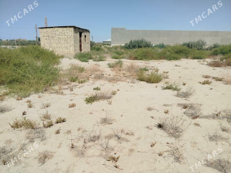 Satlyk jay - Ёлётен - img 2