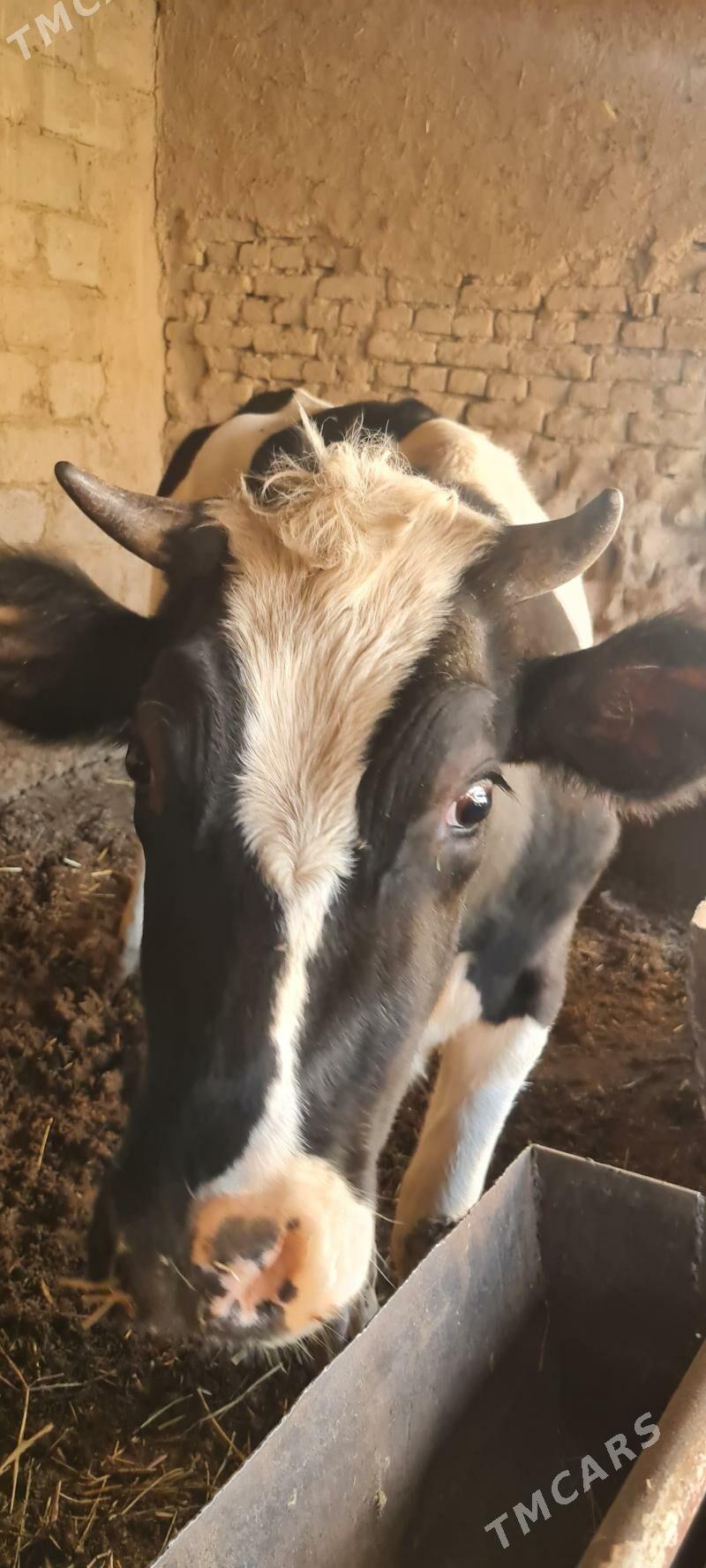 sygyr - Чарджоу - img 1