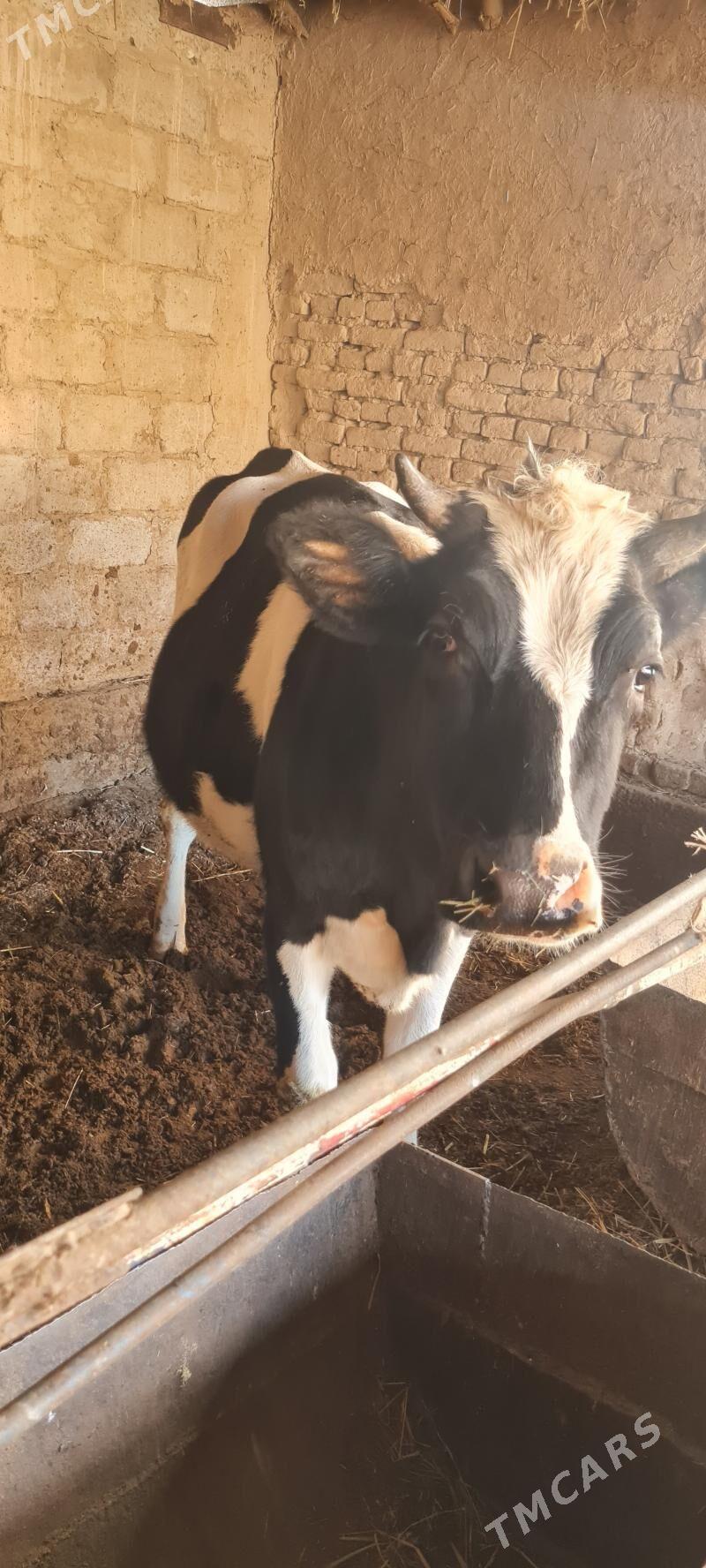 sygyr - Чарджоу - img 4