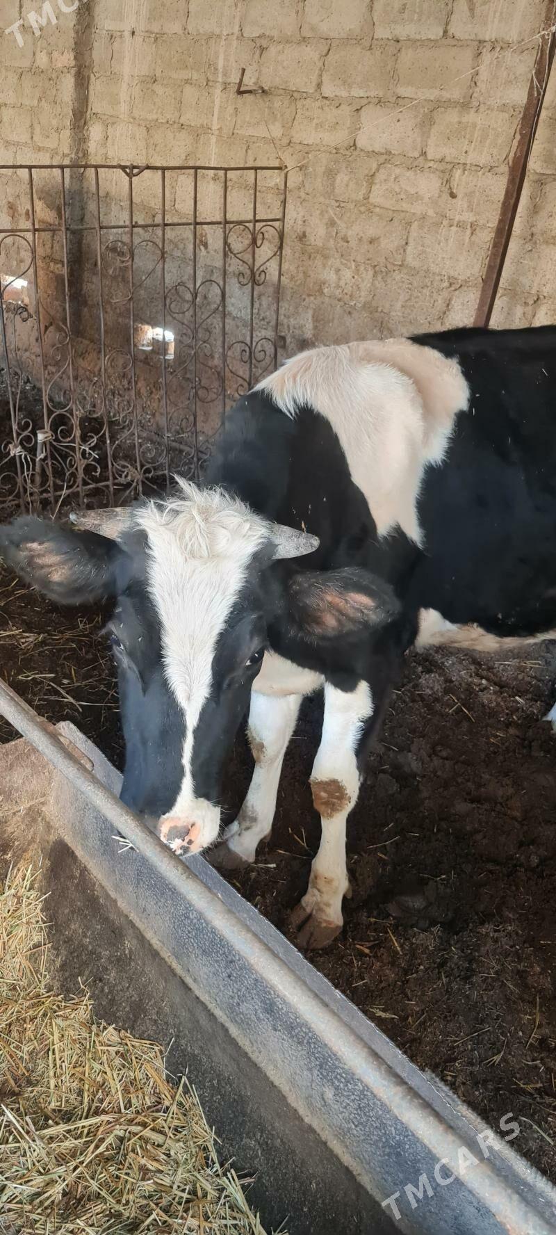 sygyr - Чарджоу - img 5