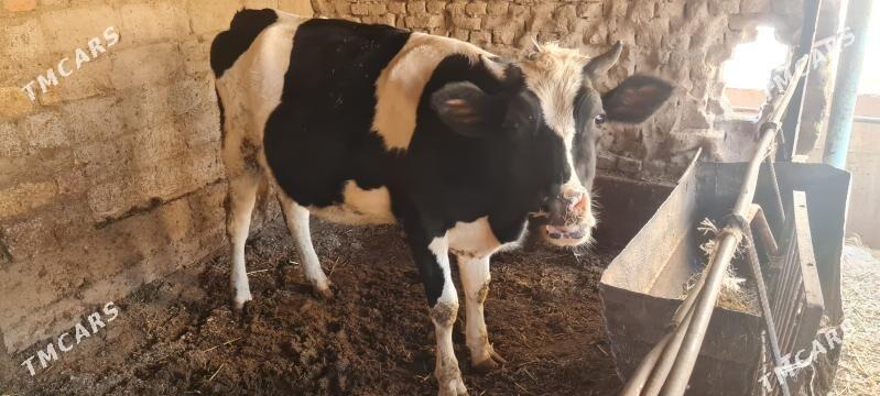 sygyr - Чарджоу - img 2