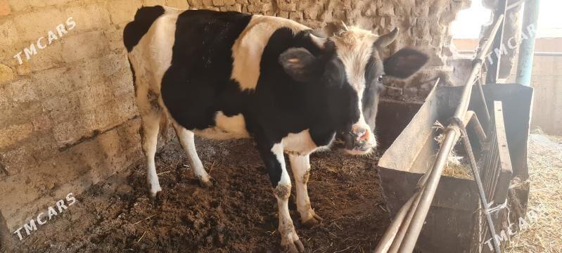 sygyr - Чарджоу - img 3