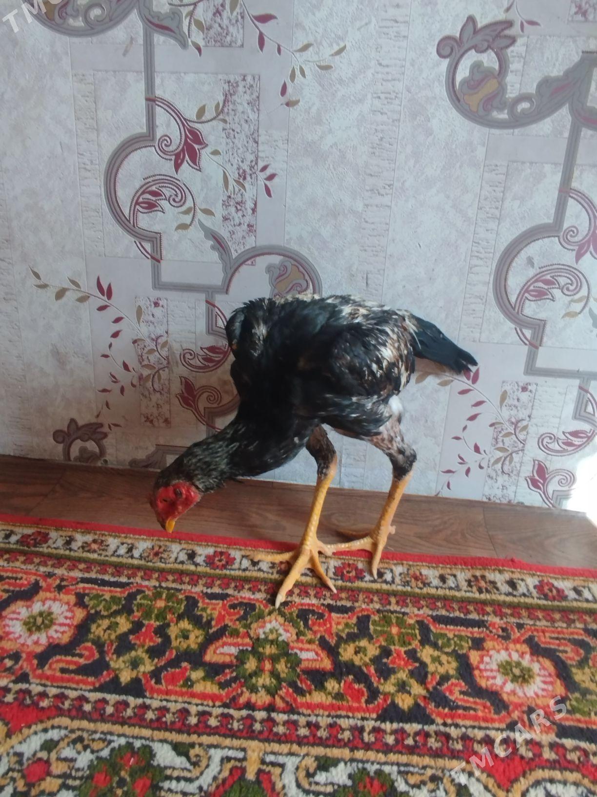 Baýes horaz - Türkmenabat - img 1