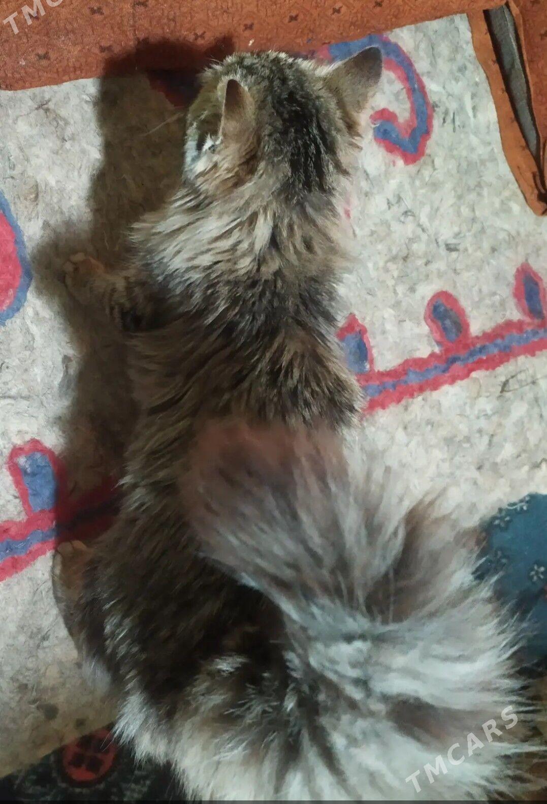 Туйлек Пишик Чагаси - Köneürgenç - img 1