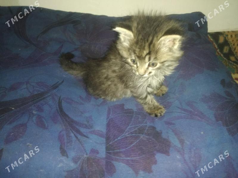 Туйлек Пишик Чагаси - Köneürgenç - img 2