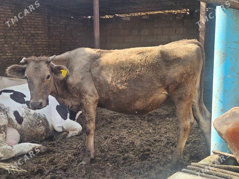 unajyn mitis - Туркменабат - img 4