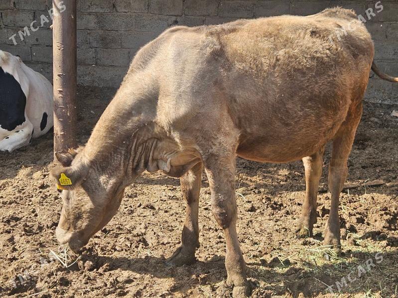 unajyn mitis - Туркменабат - img 5