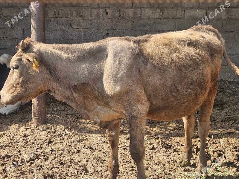 unajyn mitis - Туркменабат - img 1