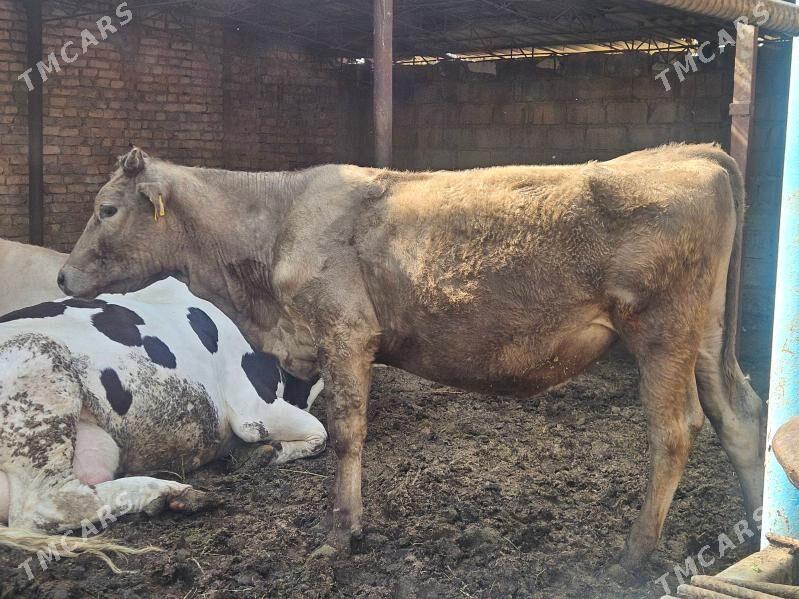 unajyn mitis - Туркменабат - img 3