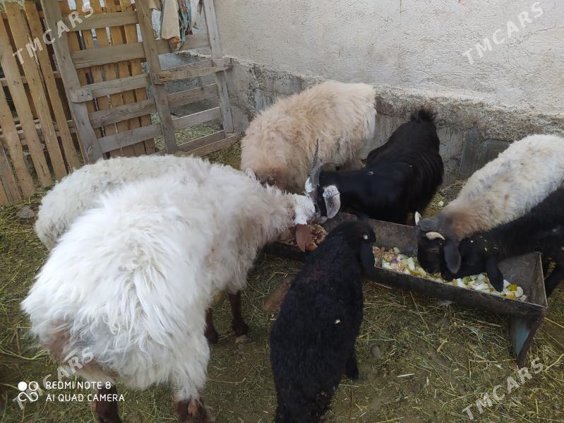 tokly goc - Änew - img 2