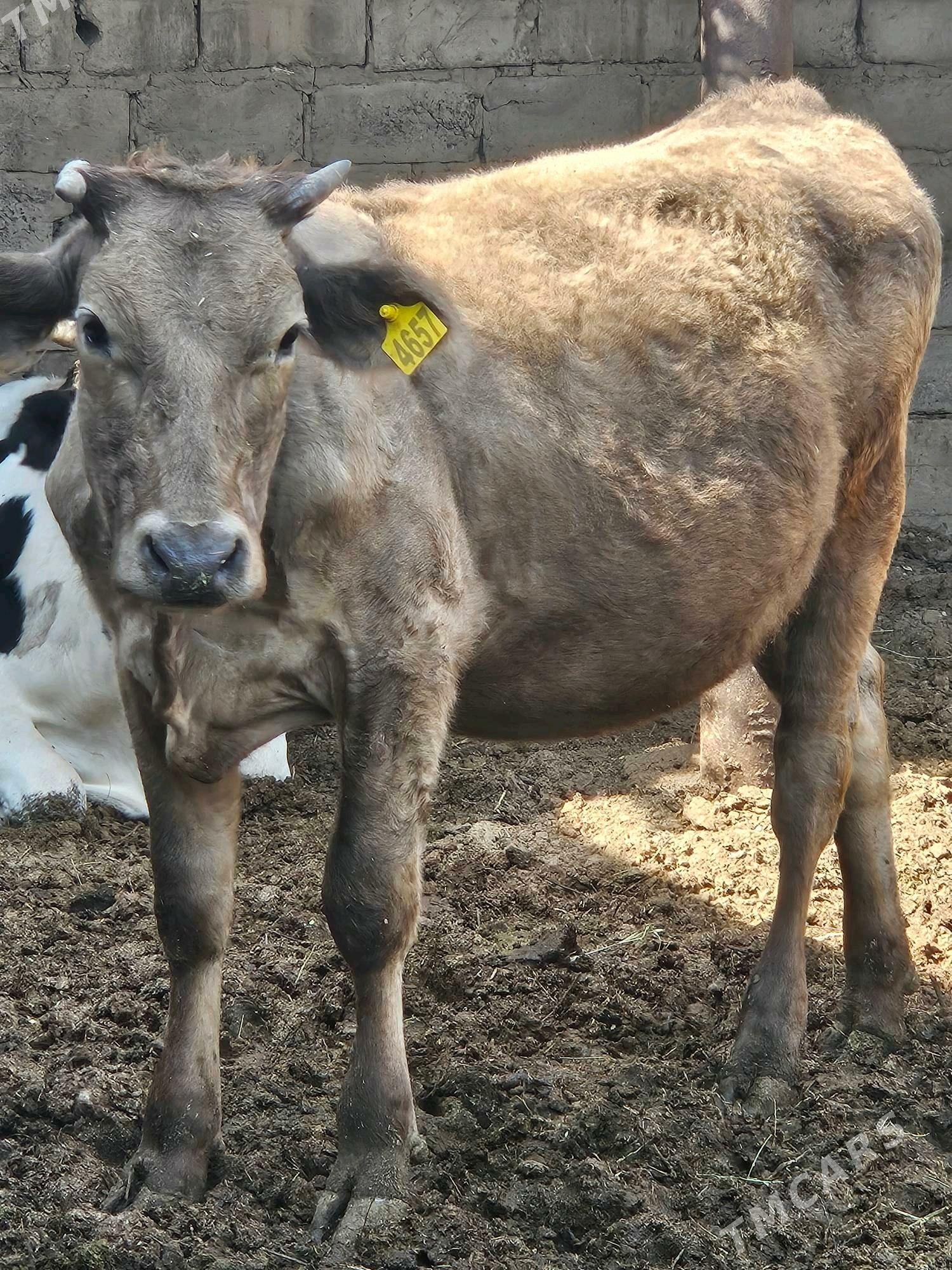 unajyn mitis - Туркменабат - img 6