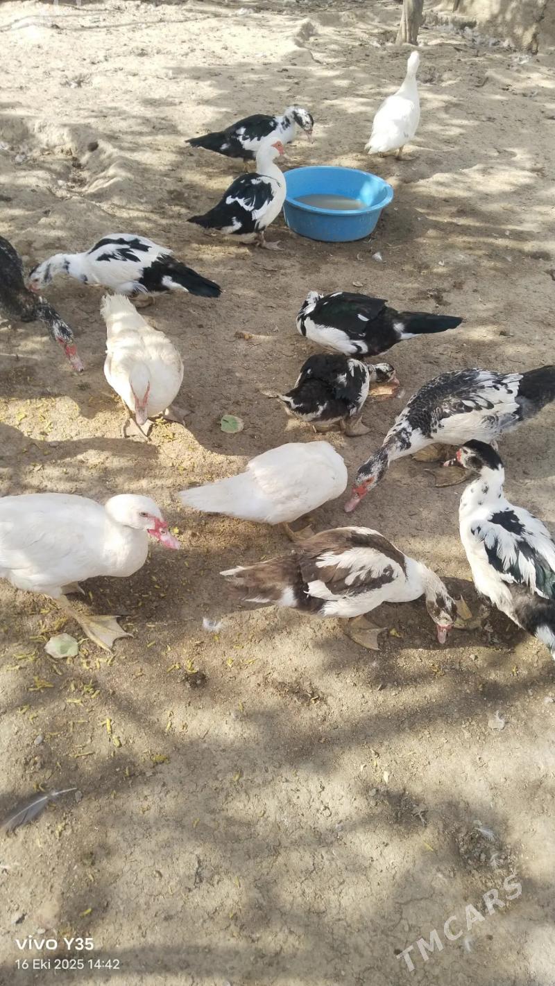 ordek ördek gaz yasyl bas - Aşgabat - img 1