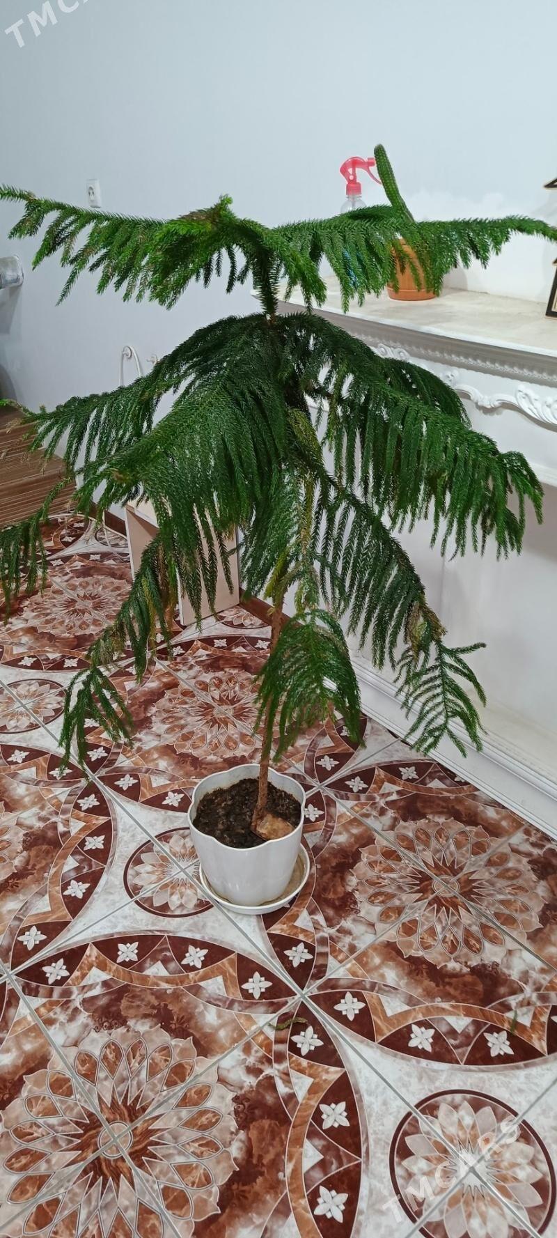 Gül - Гызыларбат - img 2