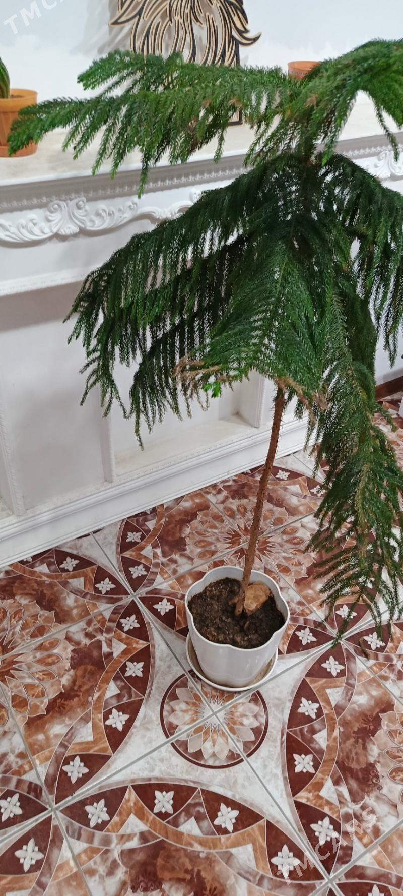 Gül - Гызыларбат - img 1