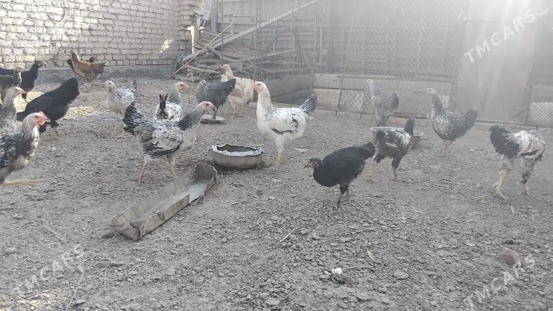 Gigant horaz - Çärjew - img 1