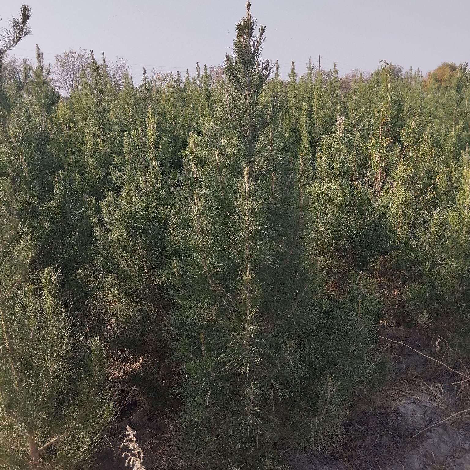 kompakytny tùwýe - Кака - img 3