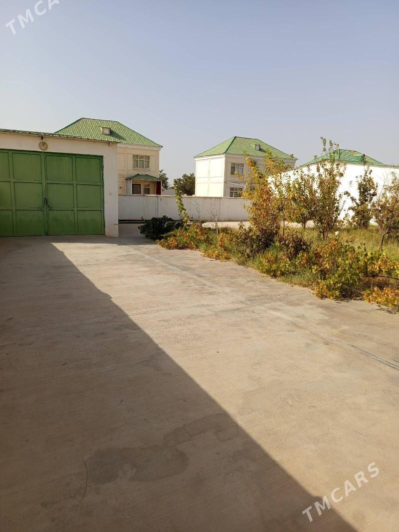 ÇOGANLY KATEZ  GAÝYÑ ÝANY BET - Ашхабад - img 8