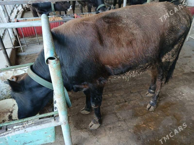 okuz - Ýalkym - img 1