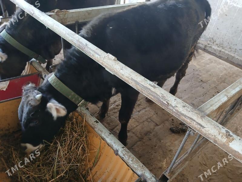 okuz - Ялкым - img 2