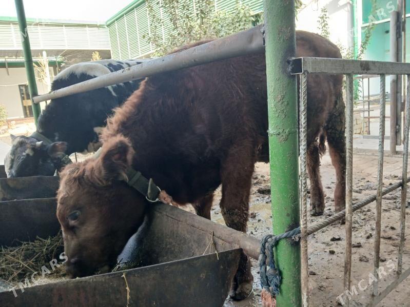 okuz - Ялкым - img 2