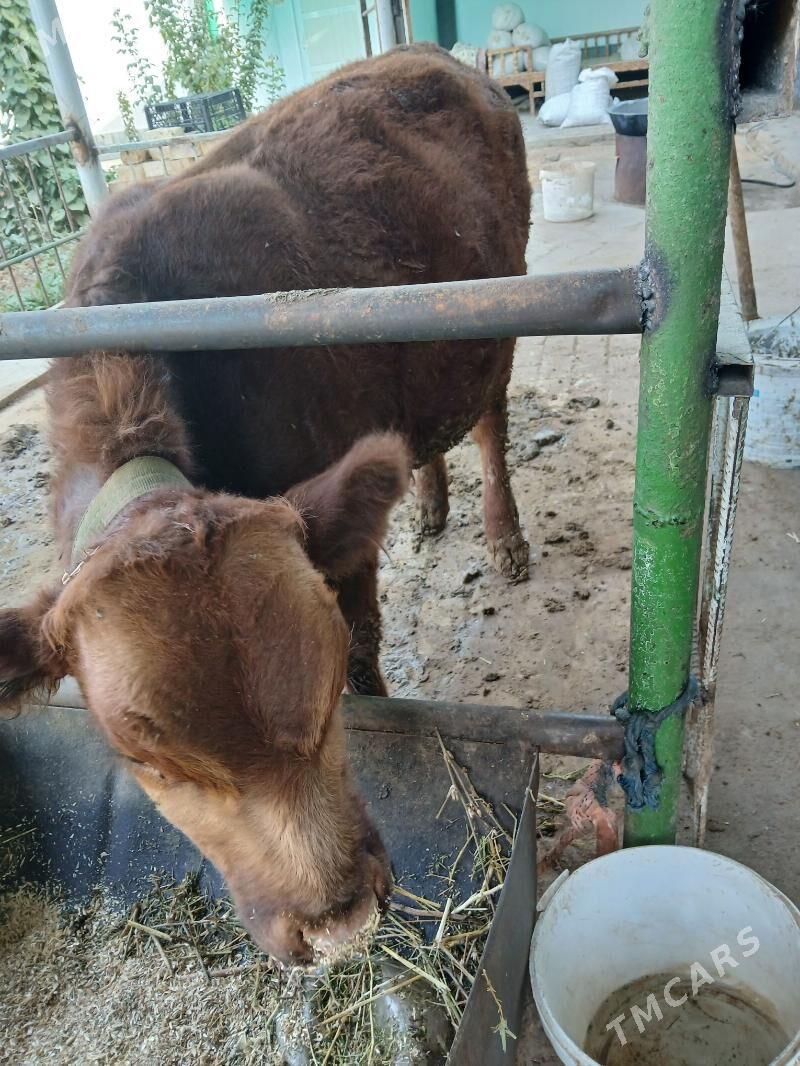 okuz - Ялкым - img 3