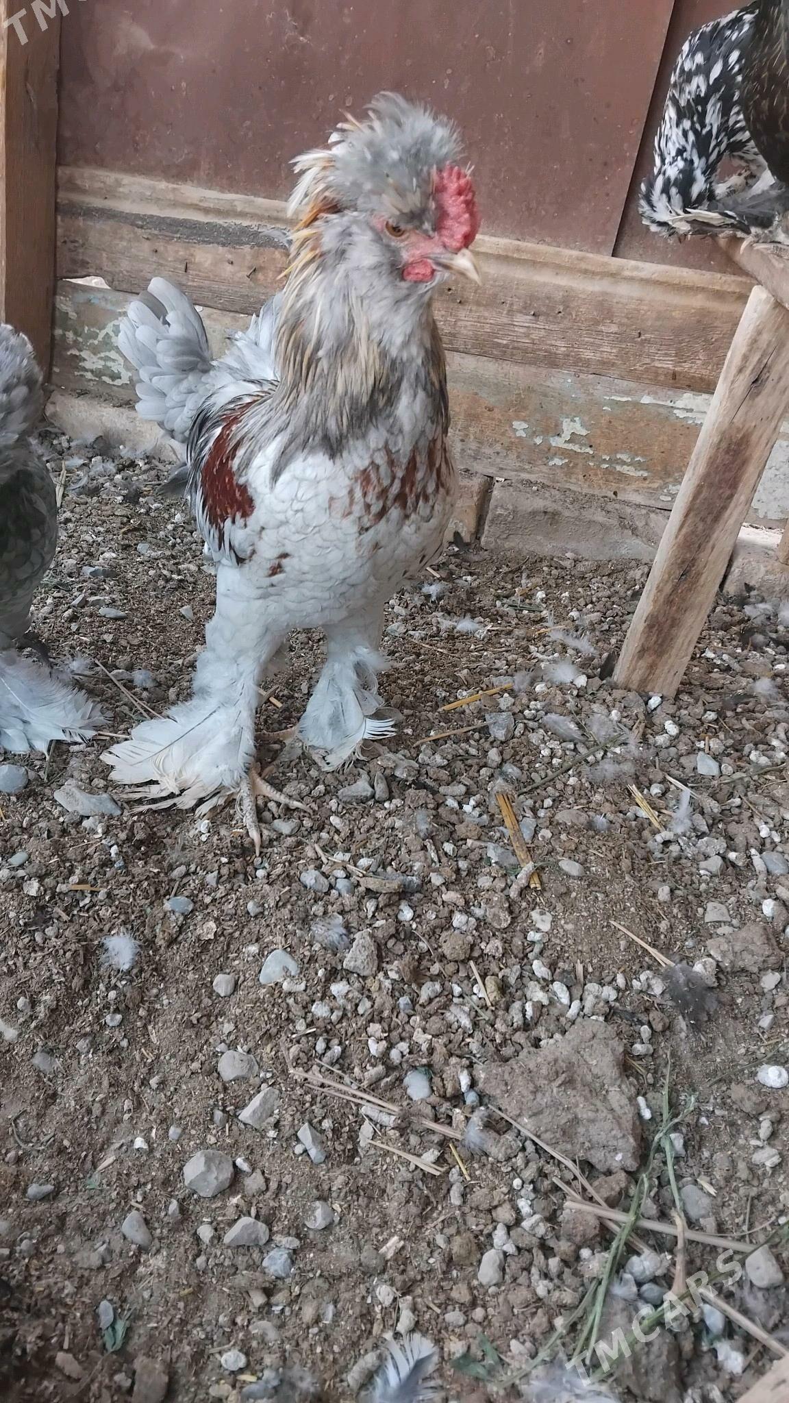 Karlik horaz - Çärjew - img 1